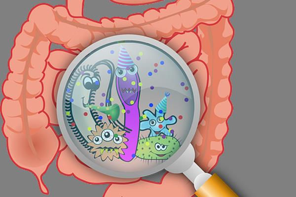 bowels with a magnifying glass showing microscopic organisms inside the intestines, highlighting the gut microbiome